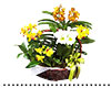 plant6s